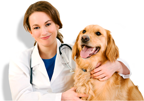 állatorvosi ügyelet